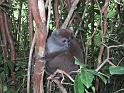 017 Eastern Bamboo Lemur